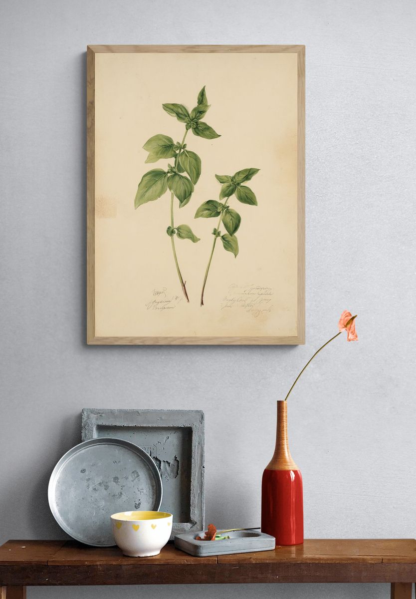 Basil Botanical Study Print. — room view 3