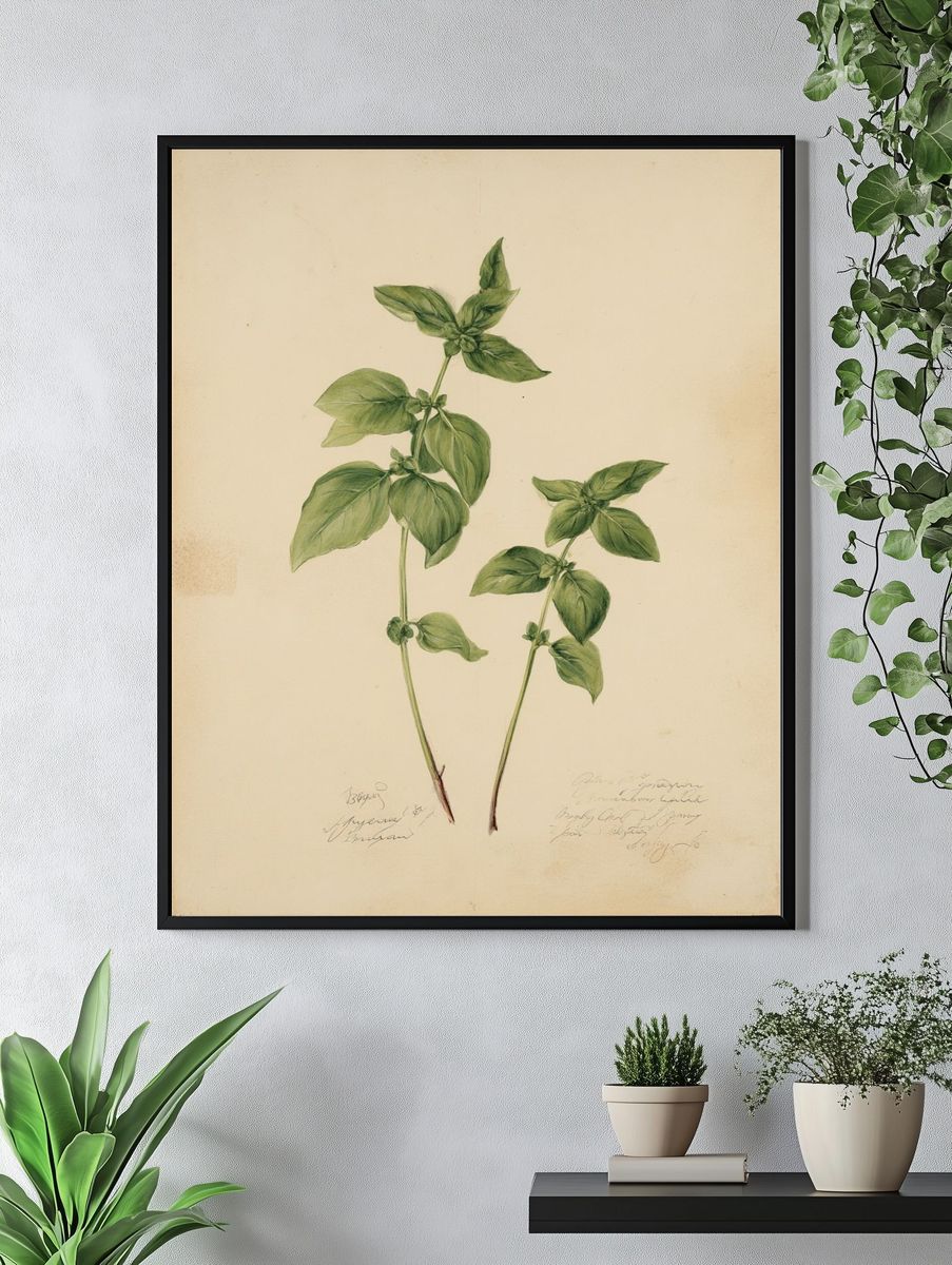 Basil Botanical Study Print. — room view 4