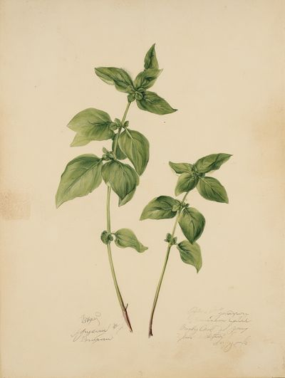 Basil Botanical Study Print.