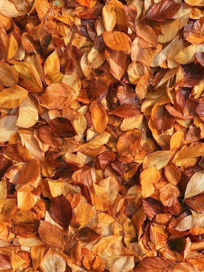 Autumn Leaves Texture Print.