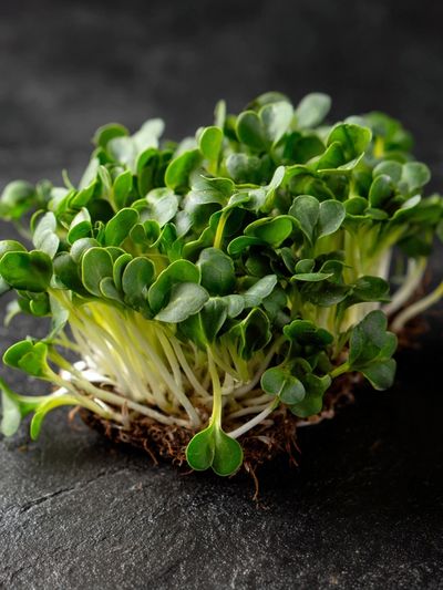 Microgreens Botanical Print. poster print