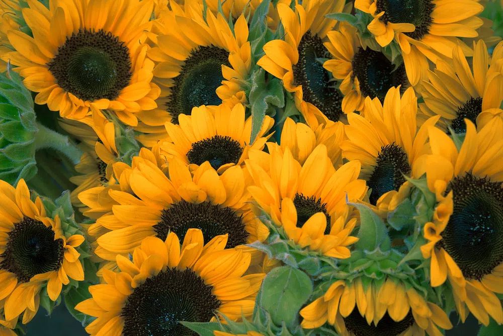Bunch sunflowers. poster — botanical art