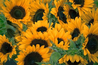 Bunch sunflowers. poster