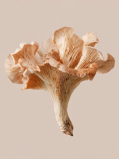 Oyster Mushroom Botanical Print. poster