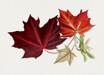 Hand drawn red maple leaves. poster