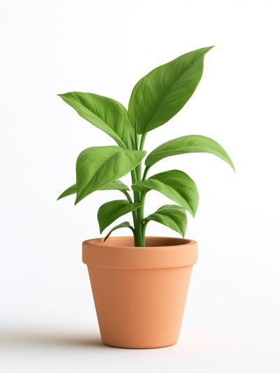 Potted Green Plant Botanical Print. poster