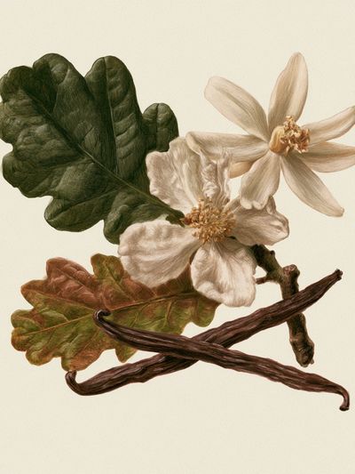 Botanical Study — Vintage Print. poster