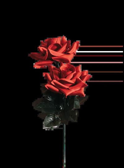 Beautiful red rose valentines day.