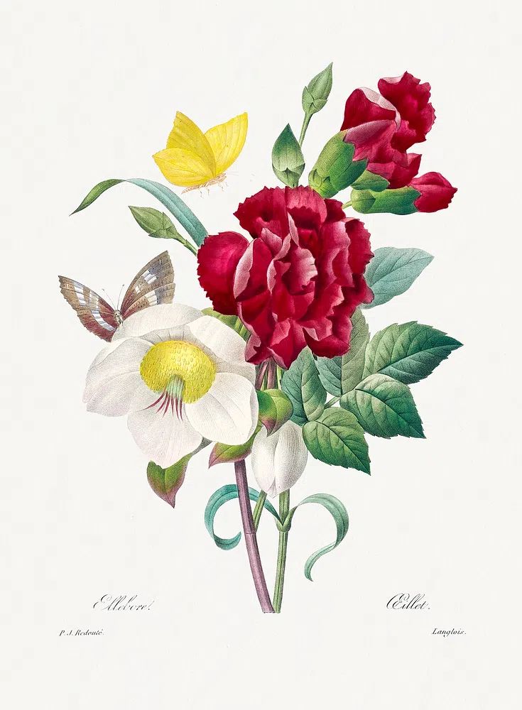 Hellebore Oeillet Pierre-Joseph Redouté (1759–1840). poster — botanical art