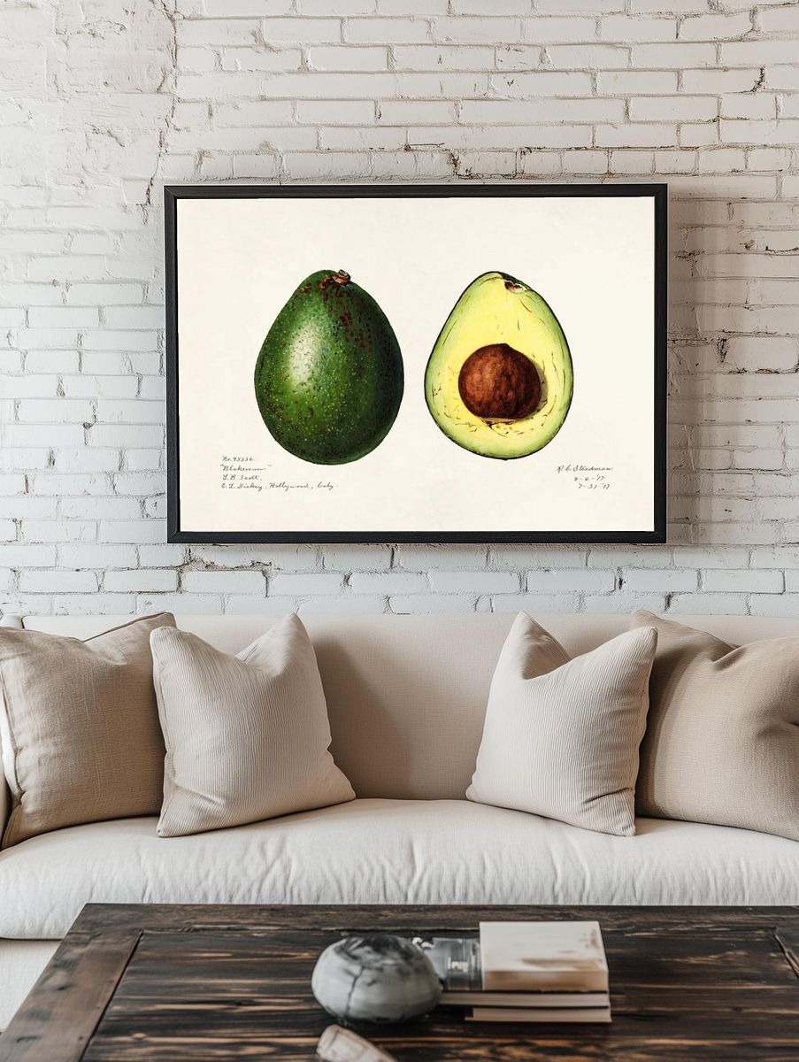 Avocado (Persea) (1916) Amada Almira. — room view 1