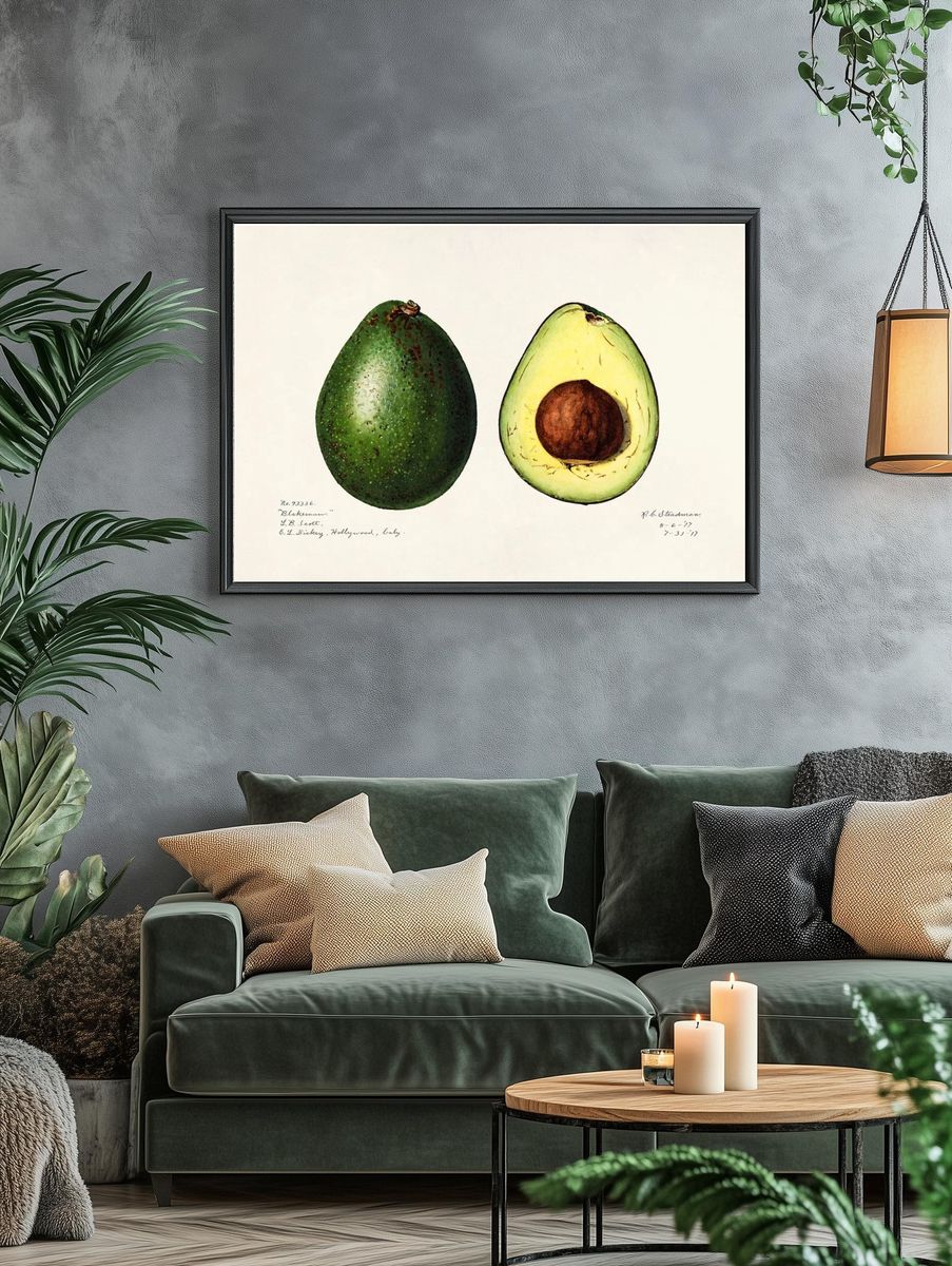 Avocado (Persea) (1916) Amada Almira. — room view 4
