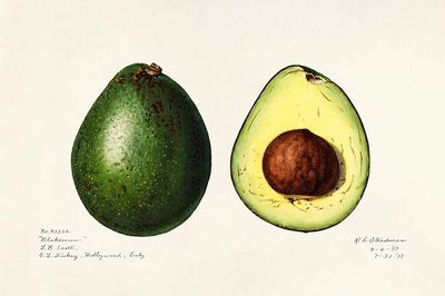 Avocado (Persea) (1916) Amada Almira. poster print