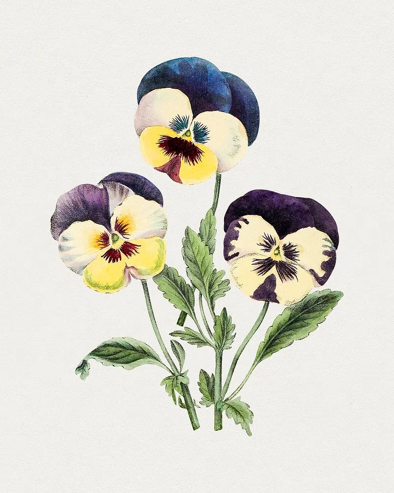 Hand drawn wild pansy flower. poster detail
