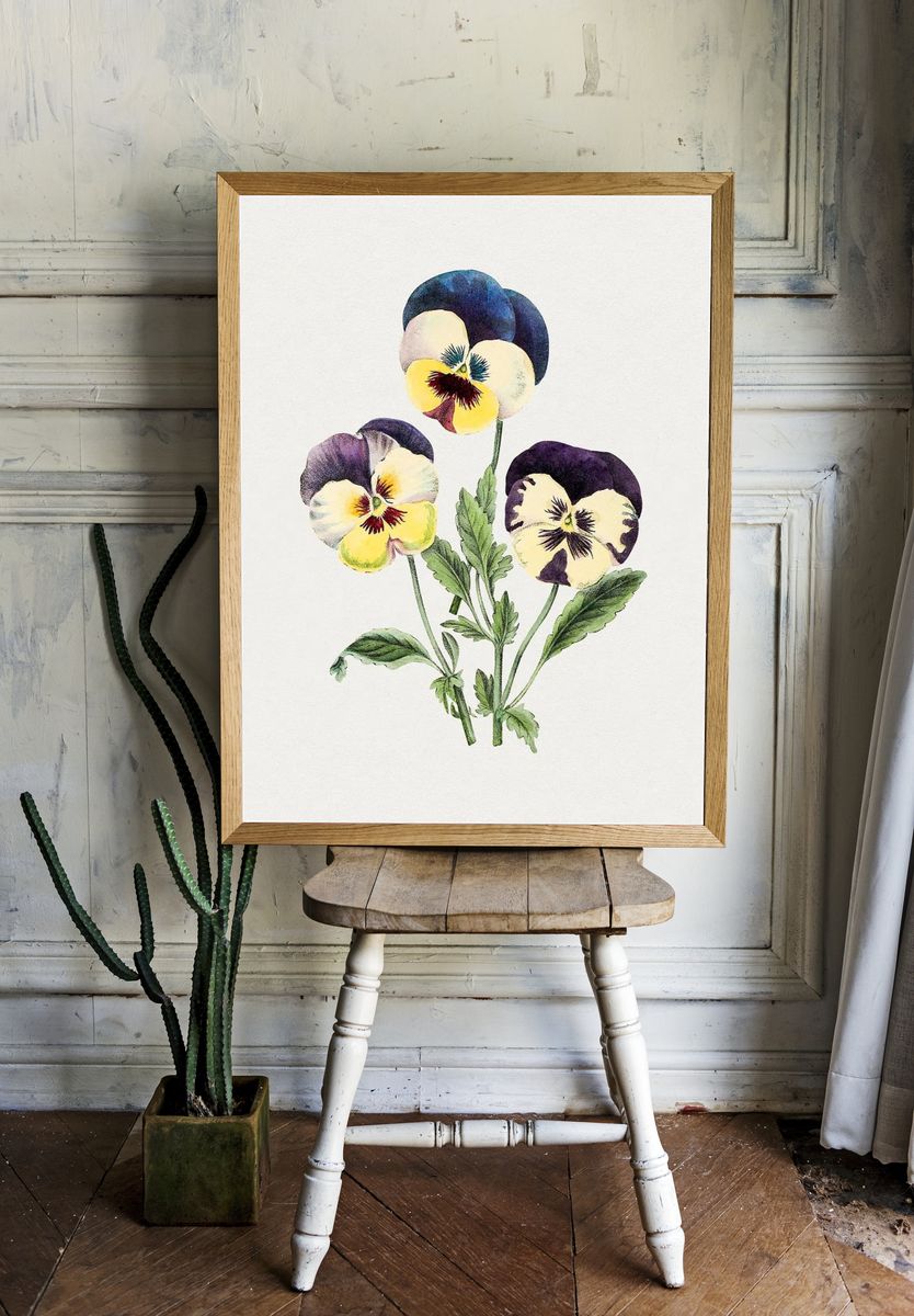 Hand drawn wild pansy flower. room preview