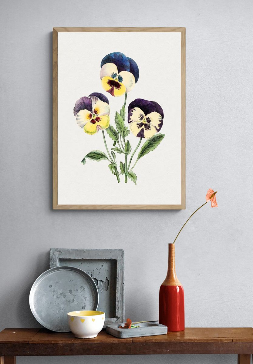 Hand drawn wild pansy flower. — room view 3