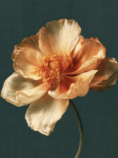 Peach Bloom Botanical Print. poster