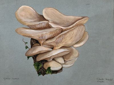 Mushroom Study — Botanical Print. poster print