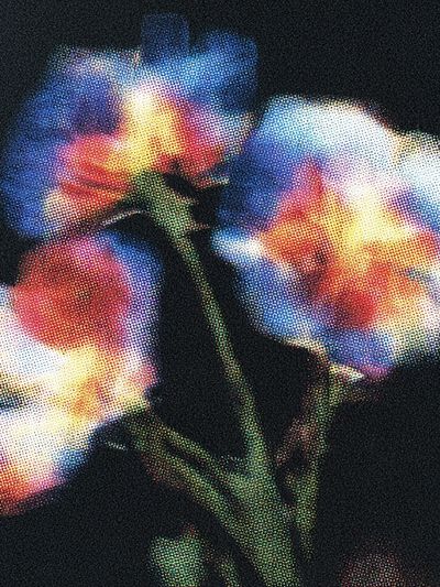 Glowing Poppy Bloom Illustration Poster.