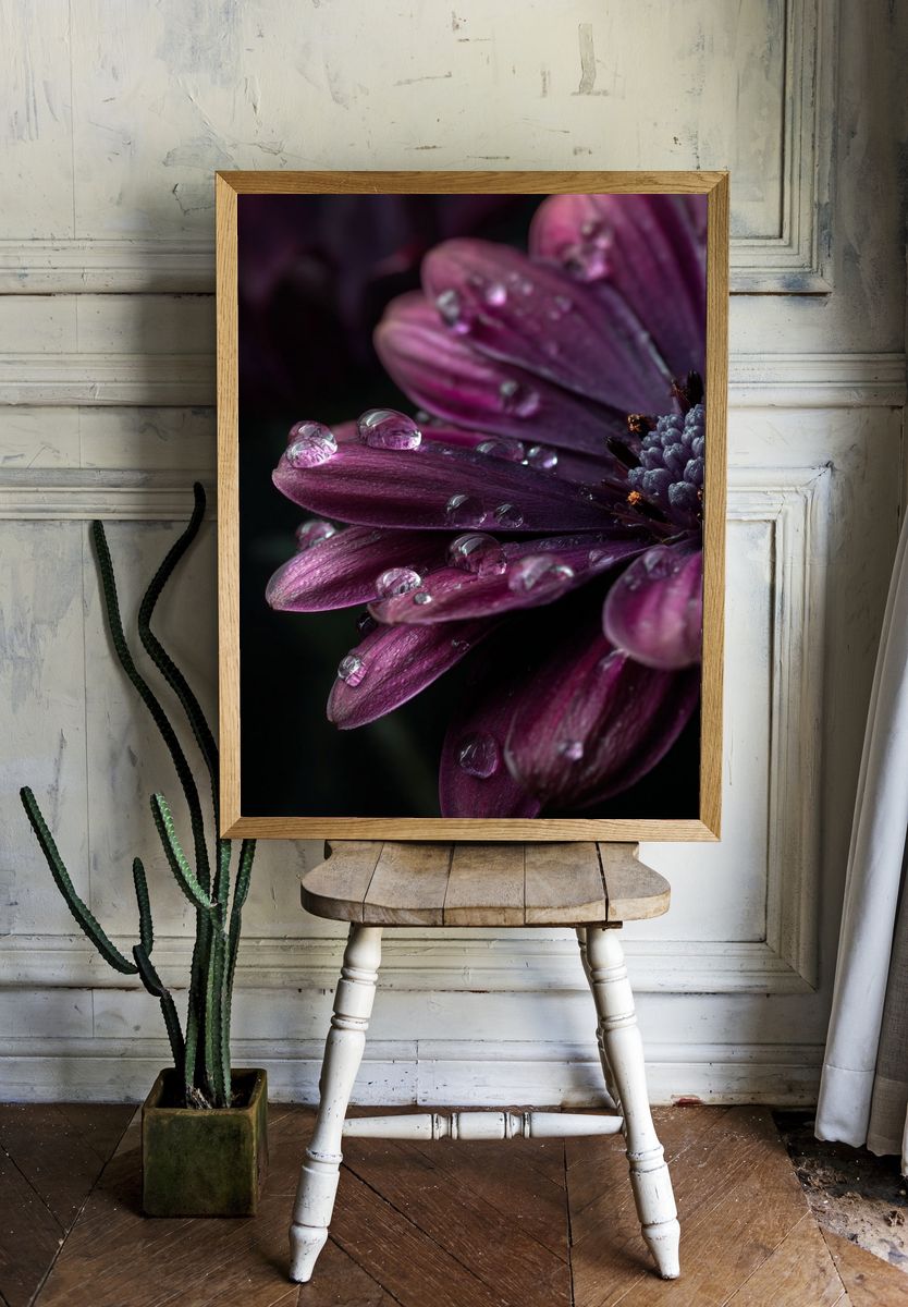 Purple Dahlia Macro Photography Poster. room preview