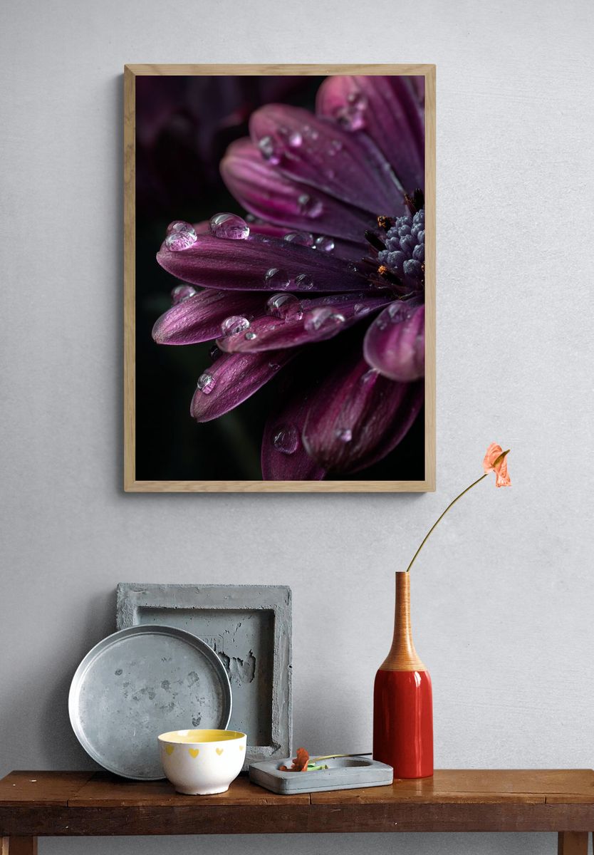 Purple Dahlia Macro Photography Poster. — room view 3