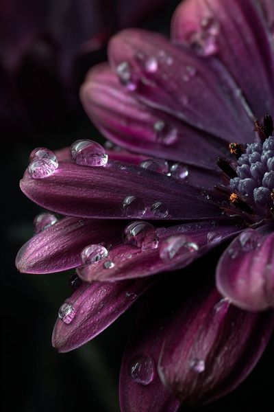 Purple Dahlia Macro Photography Poster.