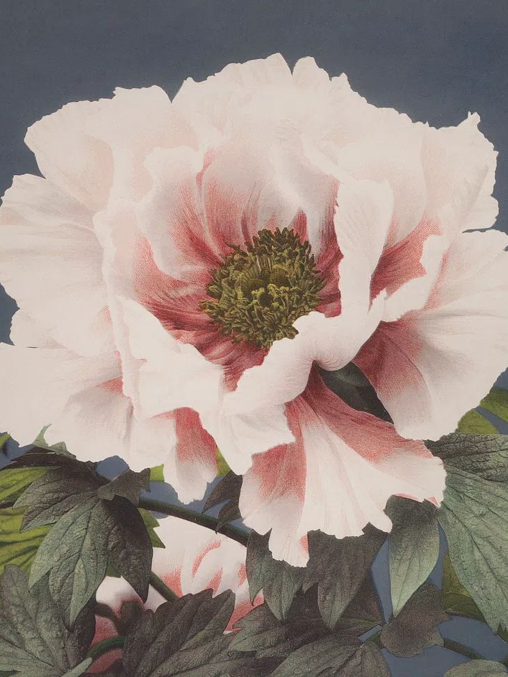 Beautiful photomechanical prints (1887–1897) Ogawa. poster detail