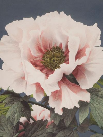Beautiful photomechanical prints (1887–1897) Ogawa. poster print
