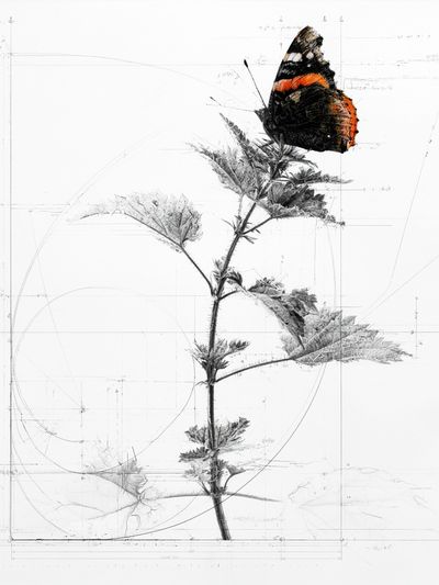 Butterfly Botanical Sketch Poster.