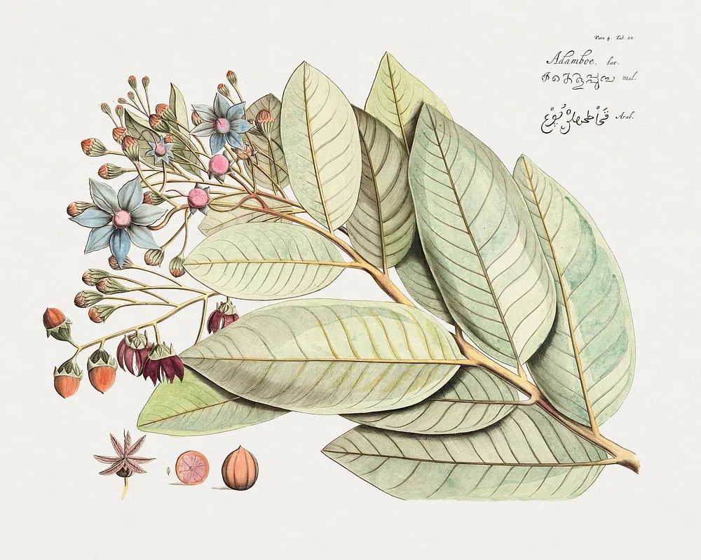 Botanical Illustration of Leaves and Flowers — Art Print. poster — botanical art