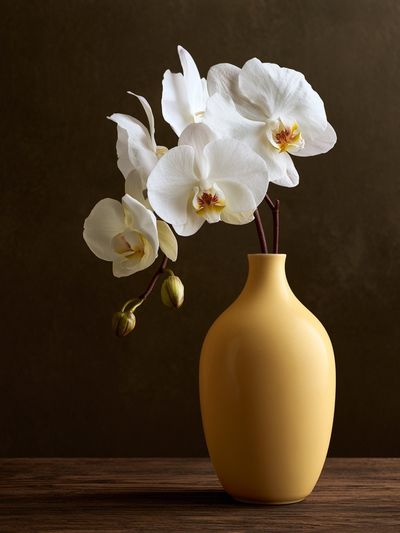White Orchid Still Life Poster.