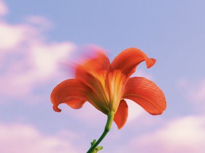 Orange Lily Bloom Botanical Print. poster