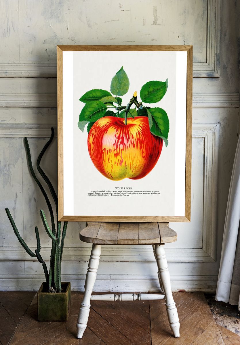 Wolf River apple lithograph. Digitally. — room view 1
