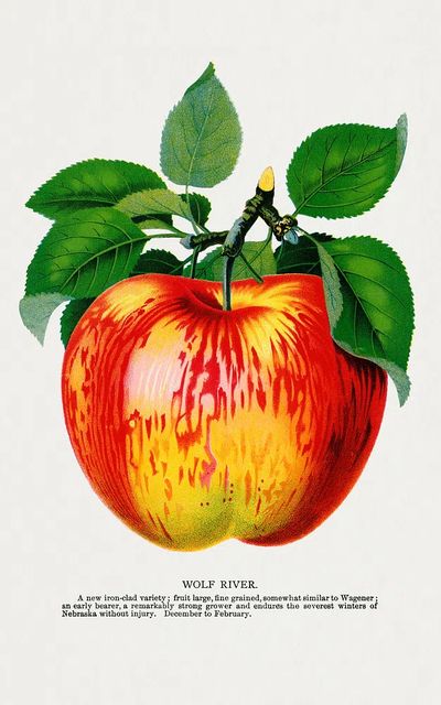 Wolf River apple lithograph. Digitally. poster