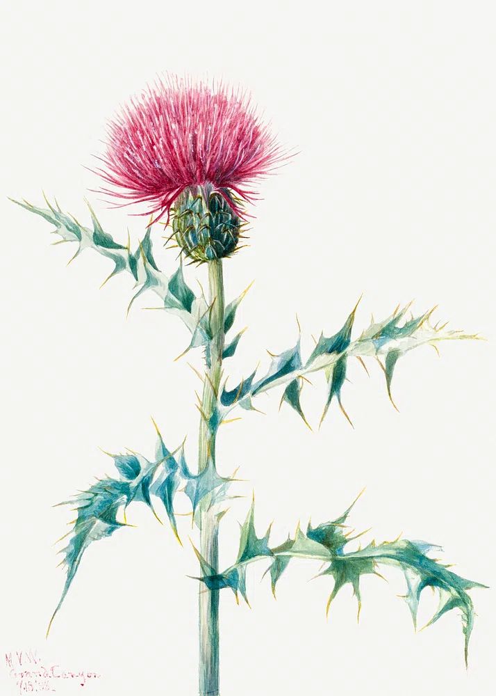 Thistle (Cirsium arizonica) (1938) Mary. poster — botanical art