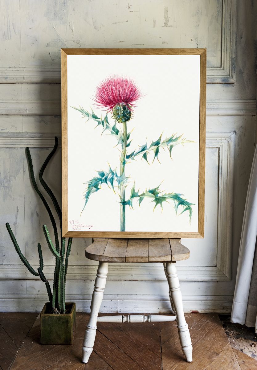 Thistle (Cirsium arizonica) (1938) Mary. room preview