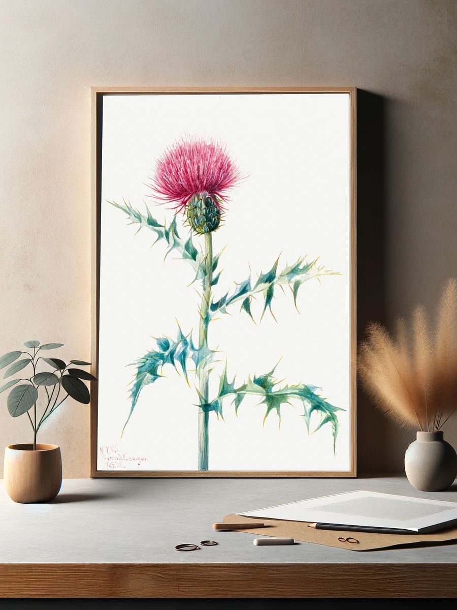 Thistle (Cirsium arizonica) (1938) Mary. — room view 2