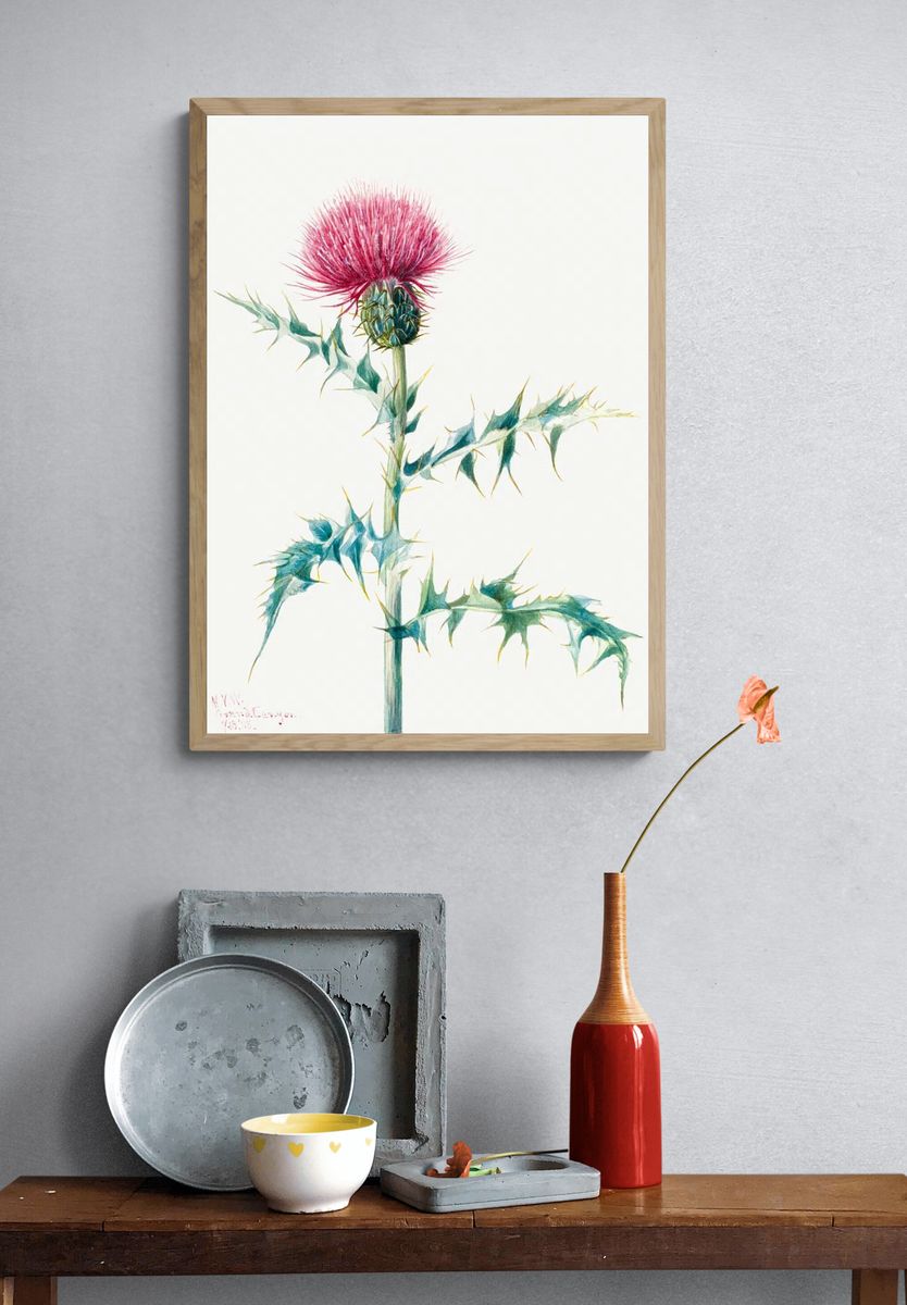 Thistle (Cirsium arizonica) (1938) Mary. — room view 3