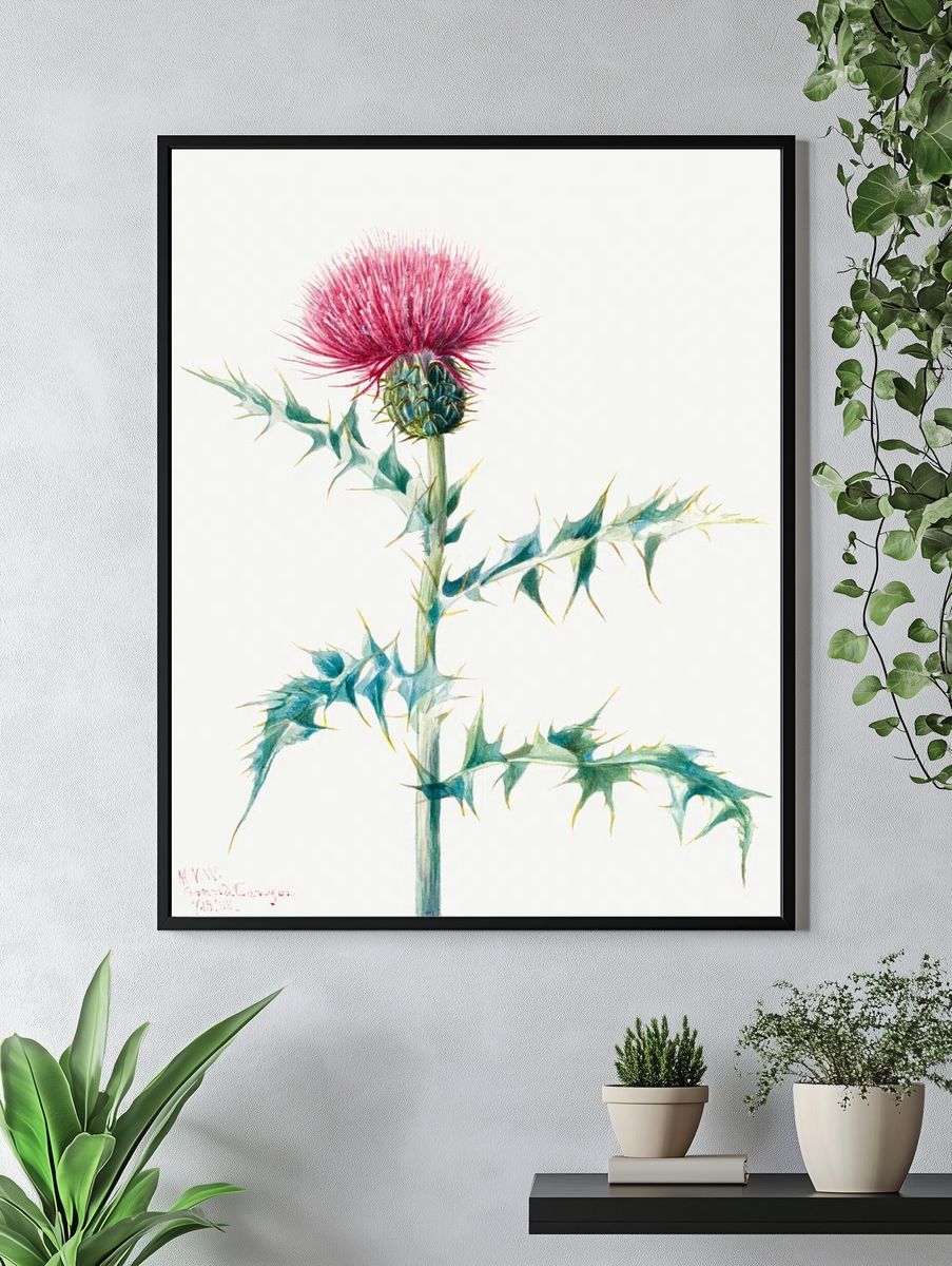 Thistle (Cirsium arizonica) (1938) Mary. — room view 4