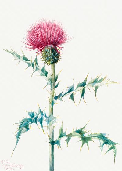 Thistle (Cirsium arizonica) (1938) Mary. poster