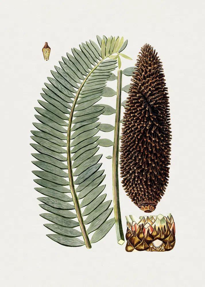 Botanical Fern and Cone Illustration Poster. poster — botanical art