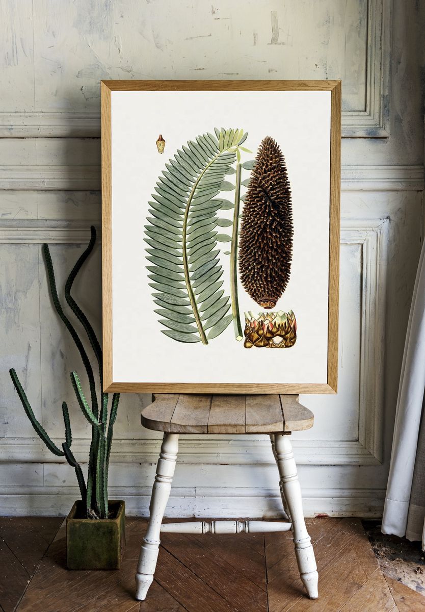 Botanical Fern and Cone Illustration Poster. — room view 1