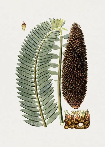 Botanical Fern and Cone Illustration Poster. poster print