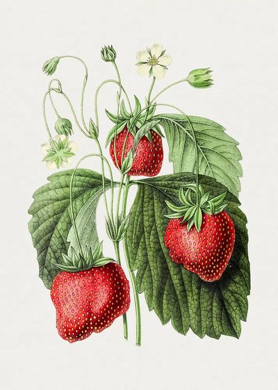 Vintage strawberry. Original Biodiversity Heritage.