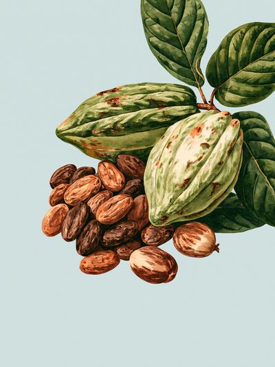 Cacao Pods Botanical Print.