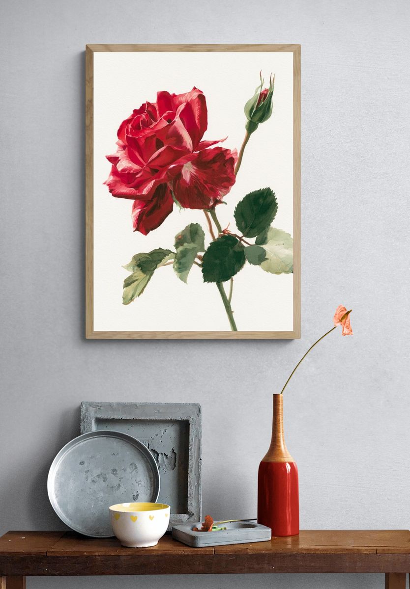 Red Rose Watercolor Print. — room view 3