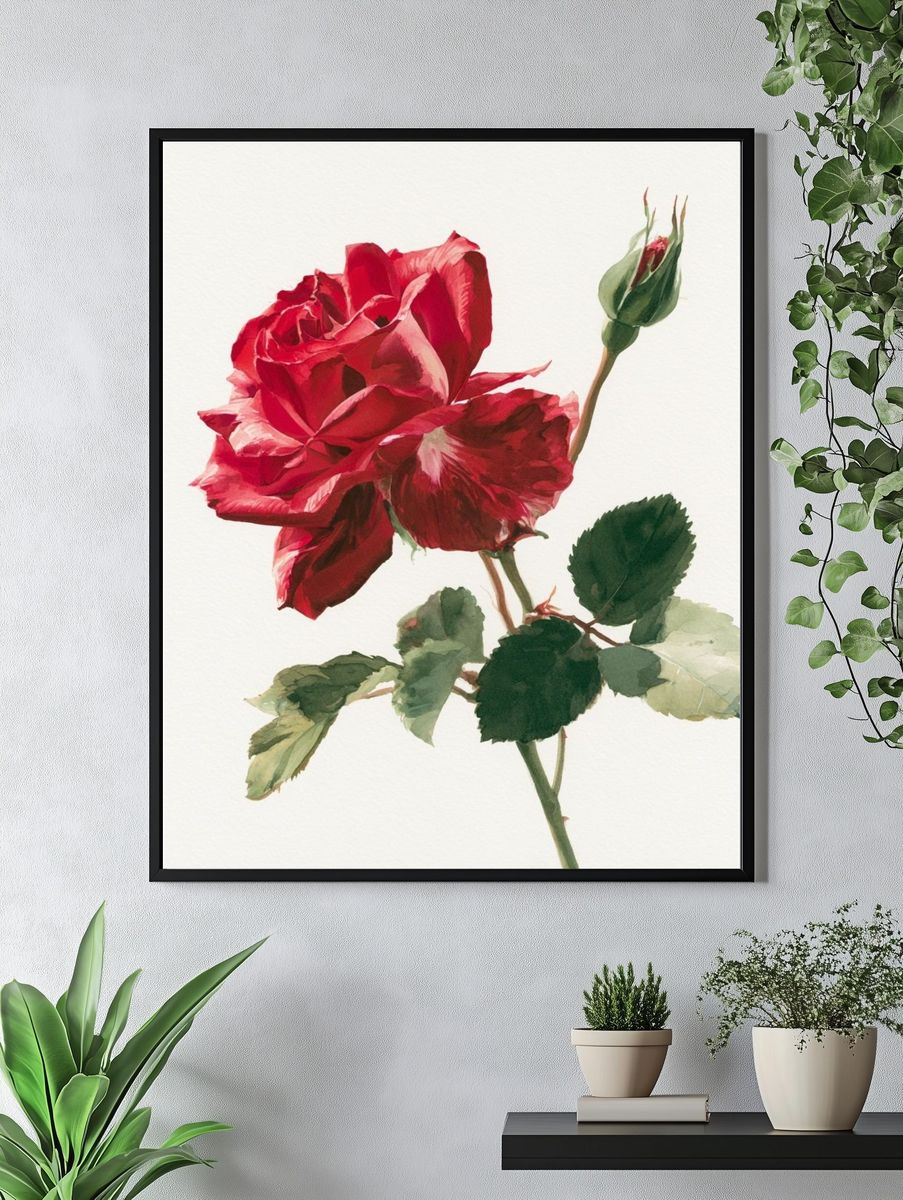 Red Rose Watercolor Print. — room view 4