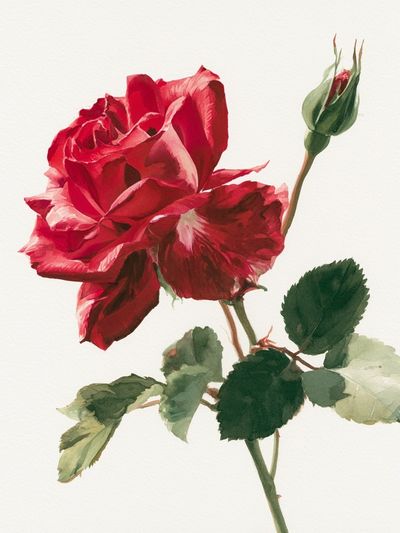 Red Rose Watercolor Print. poster