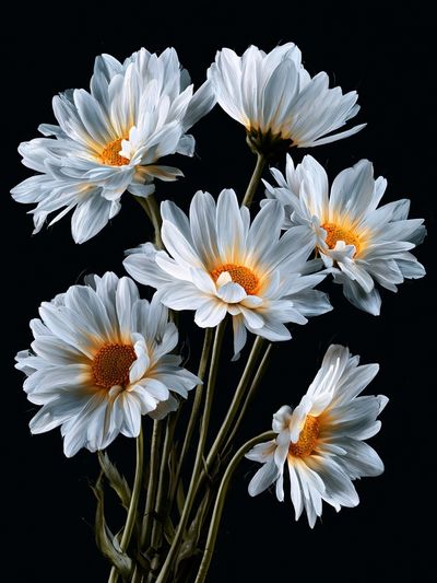 White Daisies on Black Background Poster.