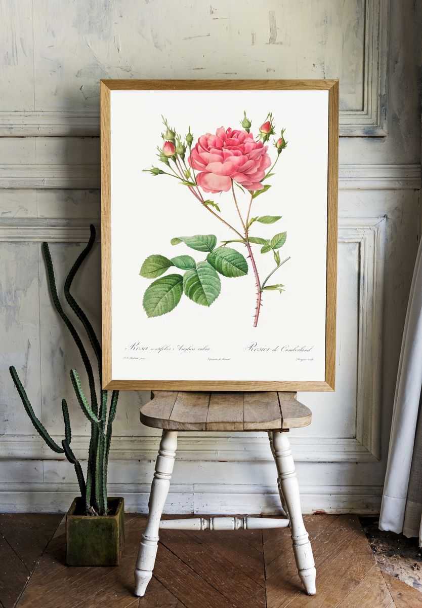 Rosa Centifolia Anglica Rubra (1817–1824). — room view 1