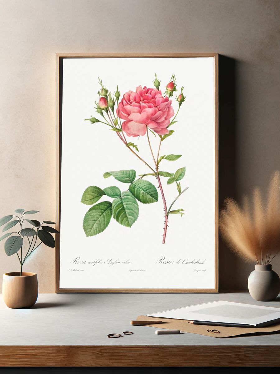 Rosa Centifolia Anglica Rubra (1817–1824). — room view 2
